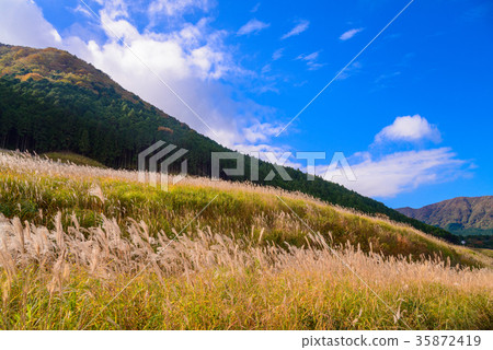 箱根仙石原高原薄野原 35872419