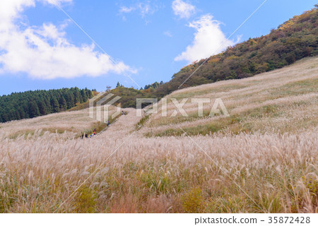 箱根仙石原高原薄野原 35872428