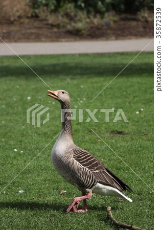 Cue Garden Bird 35872539