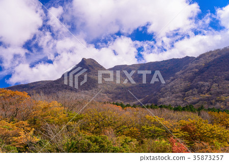 Hakone Ayako Autumn leaves 35873257