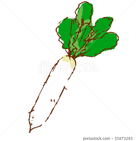 Vegetables radish 35873283