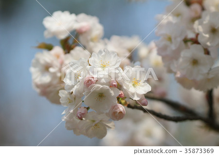 Cherry Blossom at kyoto 35873369