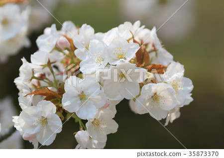 spring sakura pink flower 35873370