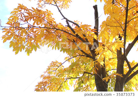 Momiji yellow Momiji yellow 35873373