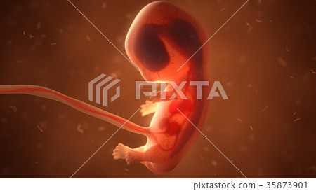 Human fetus with internal organs, 3d illustration - Stock Illustration ...