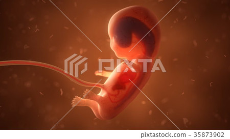 Human fetus with internal organs, 3d illustration - Stock Illustration ...