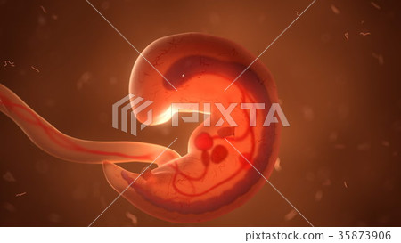Human fetus with internal organs, 3d illustration - Stock Illustration ...