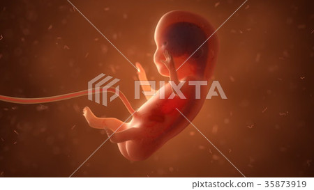 Human fetus with internal organs, 3d illustration - Stock Illustration ...