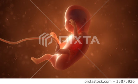 Human fetus with internal organs, 3d illustration - Stock Illustration ...