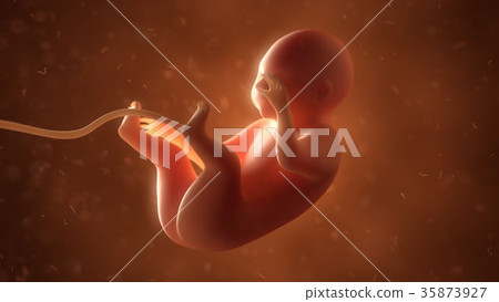 Human fetus with internal organs, 3d illustration 35873927