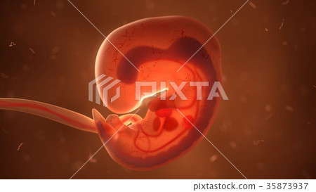 Human fetus with internal organs, 3d illustration - Stock Illustration ...