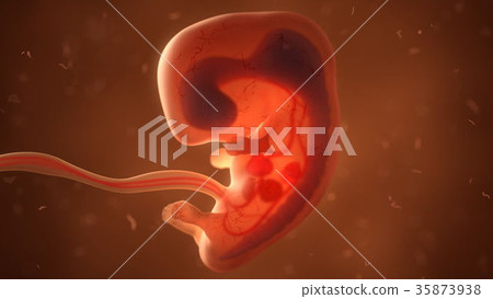 Human fetus with internal organs, 3d illustration - Stock Illustration ...