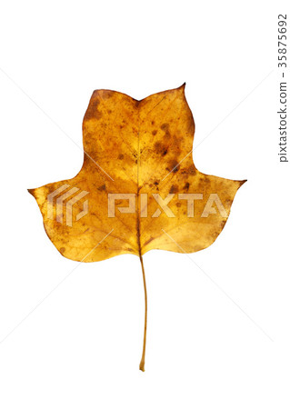 Tulip's leaves 35875692