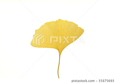 銀杏葉 35875693