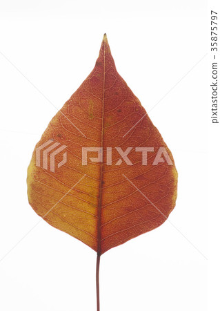 南京之葉 35875797