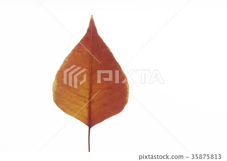 Leaf of Nankinghase Leaf of Nankinghase 35875813