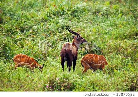 waterbuck waterbuck 35876588