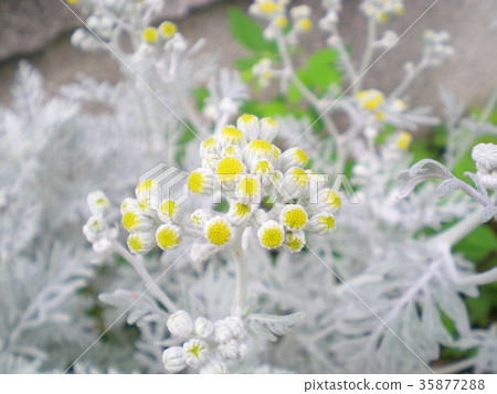 Shirota aegi 35877288