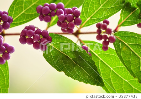 Murasaki-colored fruit of purple type part 35877435