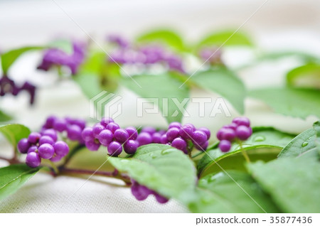 Murasaki-colored fruit of purple type part 35877436