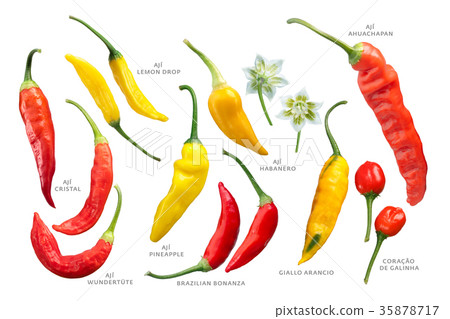 Aji peppers C. baccatum set, paths 35878717