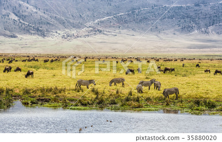 Herds of wildebeests and zebras  35880020
