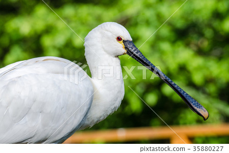 Common spoonbill 35880227