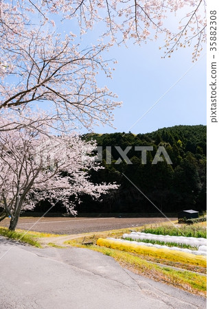 Spring rural landscape 35882308