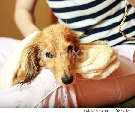 Wet and cute miniature dax Wet and cute miniature dax 35882385