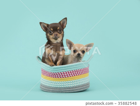 Two chihuahua dogs in a colored basket Two chihuahua dogs in a colored basket 35882548