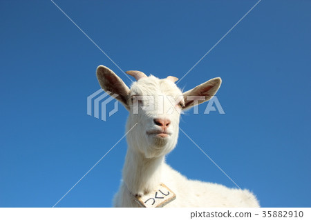 山羊 35882910