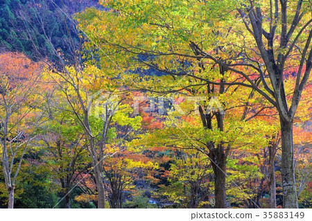 秋天色的公園 35883149