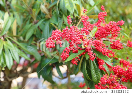 Pirakanzasu fruit Pirakanzasu fruit 35883152