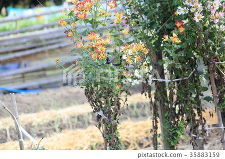 菊花 菊花 35883159