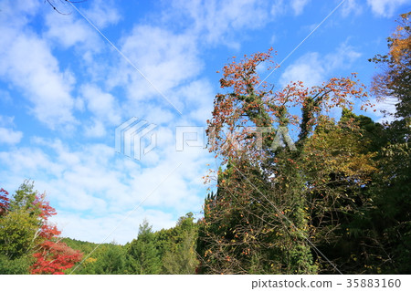 柿子堅果 35883160