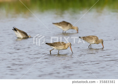 White-tailed eagle 35883381