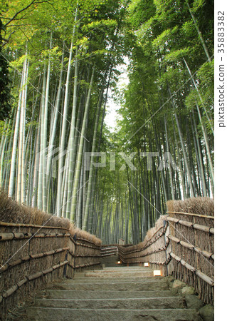 Bamboo forest in Sagano, Kyoto 35883382