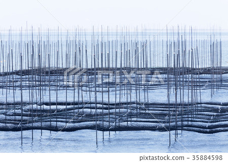 紫菜網， 35884598