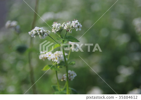 蕎麥花 蕎麥花 35884612
