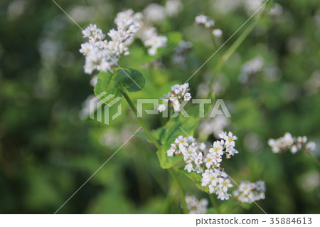 蕎麥花 35884613