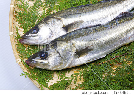 鈴木成分 35884693