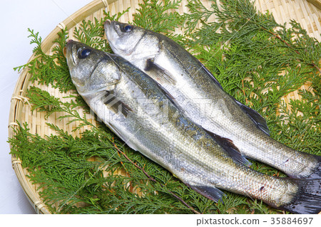 鈴木成分 35884697