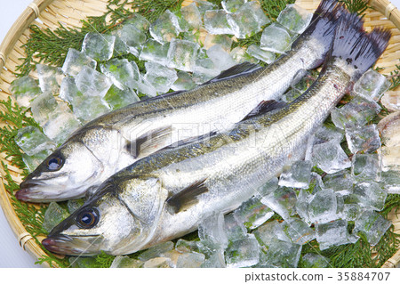 鈴木成分 35884707