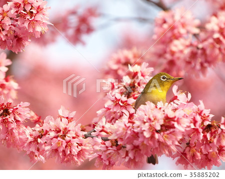 Meiro和okame bush 35885202