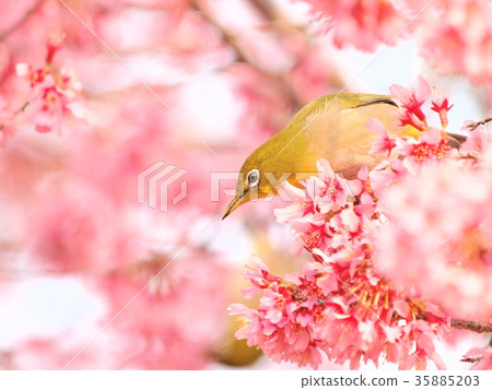 Meiro和okame bush 35885203