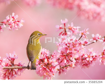 Meiro和okame bush 35885204