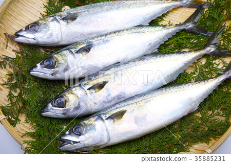 Mackerel food Mackerel food 35885231