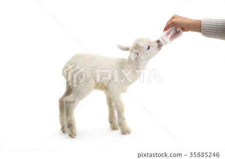 goat kid 35885246