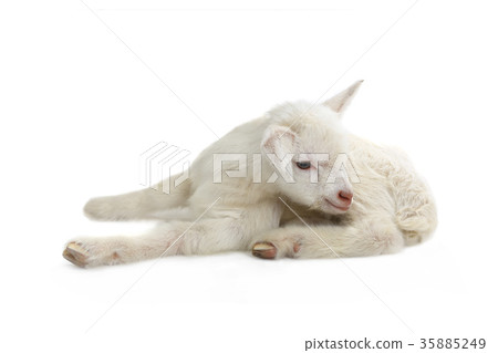goat kid 35885249