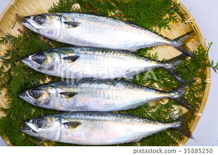 Mackerel food 35885250